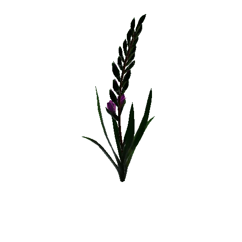 flower gladiolus3 1